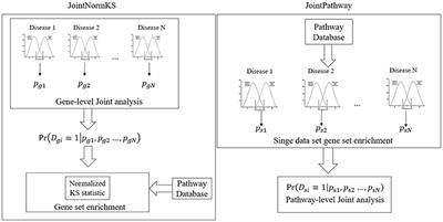 A Novel Joint Gene Set Analysis Framework Improves Identification of Enriched Pathways in Cross Disease Transcriptomic Analysis